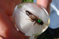 /album/fotogalerie/konigin-zeichnen-jpg1/